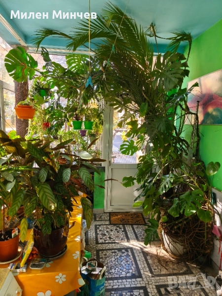 Филодендрон, Philodendron , снимка 1