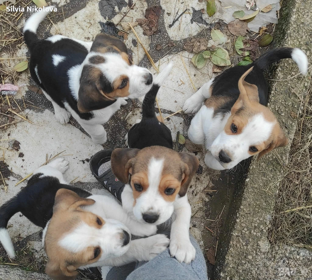 Бигълчета! , снимка 1