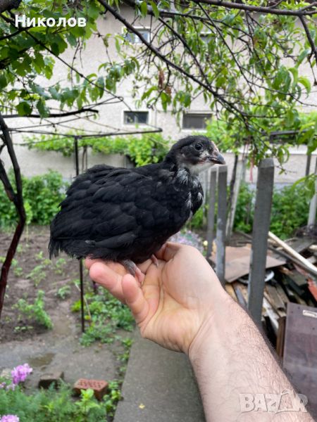 Пилета и петел черен Австралорп, снимка 1