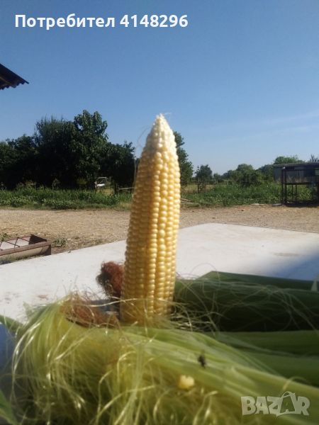 Сладка царевица от района на Асеновград, снимка 1