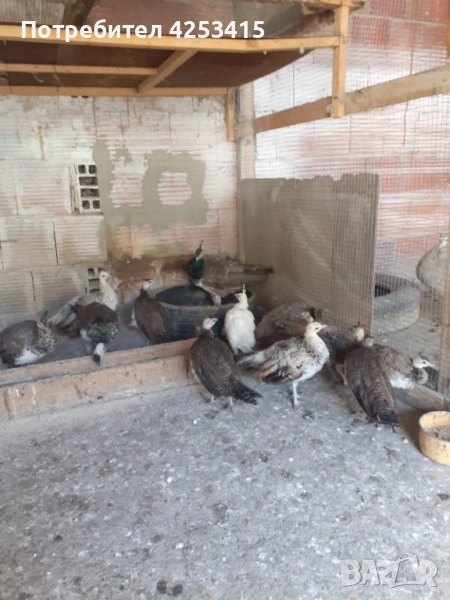 Продавам паунчета на 6 месеца , снимка 1