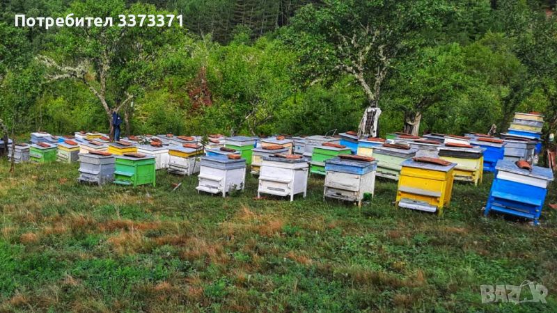 Пчелни кошери с добре развити пчелни семейства и поставени магазини, снимка 1