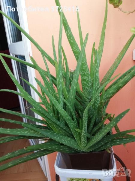 Алое, снимка 1