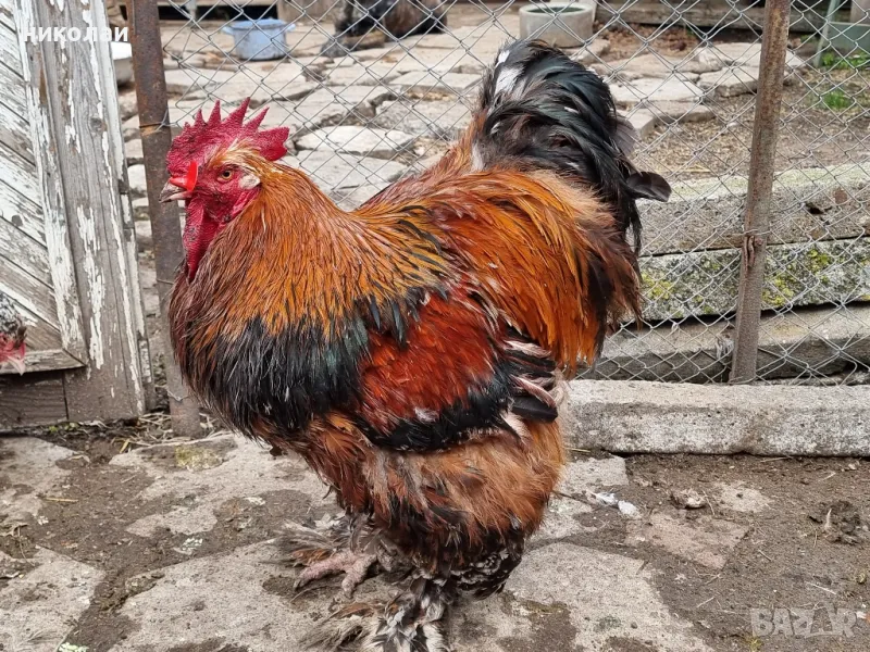 Продавам яйца от порцеланов кохин стандарт, снимка 1