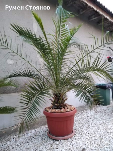 Финикова палма, снимка 1