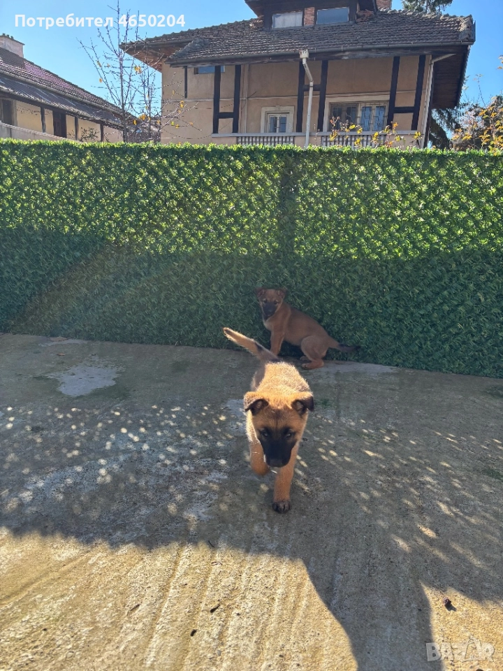 Малки Малиноа търсят своят нов собственик, снимка 1