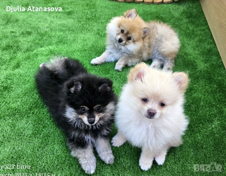 Продавам померанчета, снимка 1