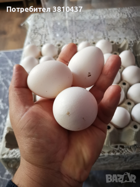 продавам оплодени яйца от Бял легхорн , снимка 1