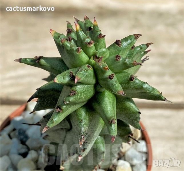 Euphorbia polygona monstruosa, снимка 1