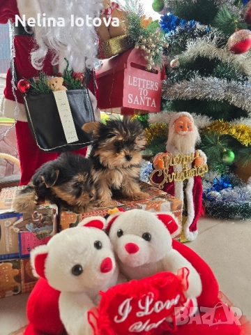 мини йоркширски териер, снимка 2 - Йоркширски териер - 52857178