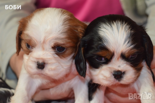 Кавалер Кинг Чарлз Шпаньол