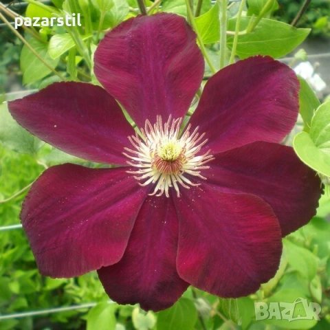 КЛЕМАТИСИ , снимка 7 - Градински цветя и растения - 54105054