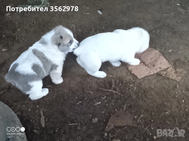 кученца кръстоска между каракачанка и алабай , снимка 15 - Други - 52578998