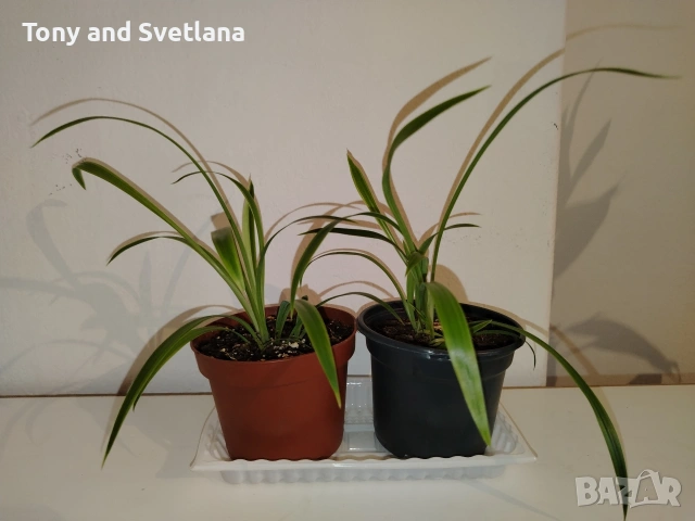 Стайни цветя- Хоя /Восъчниче (Hoya Carnosa), Сансевиера мини, Хлорофитум, Традесканция Зебрина, снимка 10 - Стайни растения - 53572534