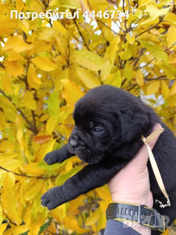 Кане Корсо кученца, снимка 4 - Кане корсо - 52353371