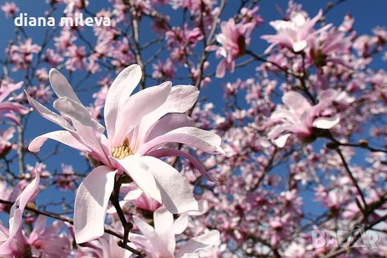 Магнолия Стелата Розеа, Magnolia stellata Rosea, снимка 3 - Градински цветя и растения - 46162955