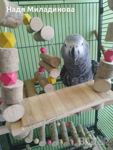 Женско жако на 2 години