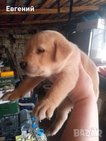 Чистокръвни лабрадори, бежови и златни