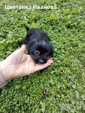  Кученце, снимка 6 - Болонка - 52857089