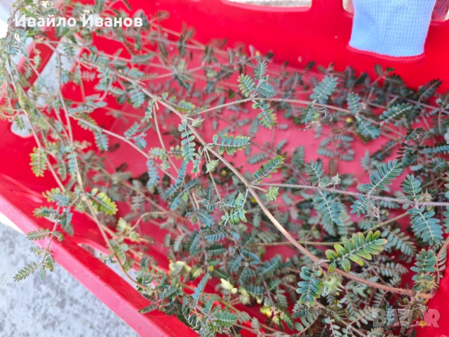 Билка бабини зъби, снимка 3 - Други - 51709452