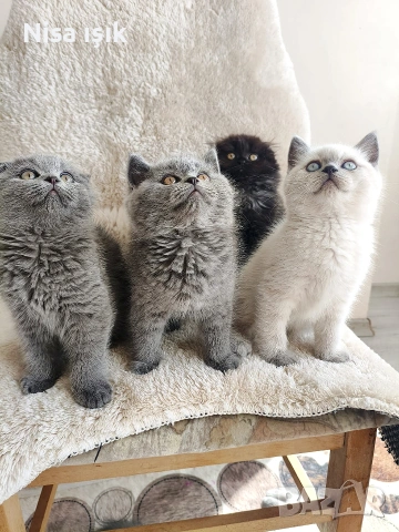 не са красиви те са уникални в Хасково сме