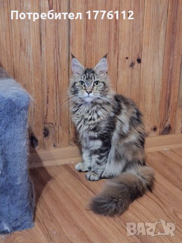 Мейн Куун женска котка, снимка 1 - Мейн кун - 46450010