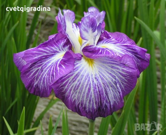 Iris Ensata Persephone(Ирис Енсата Персефона), снимка 2 - Градински цветя и растения - 46114174