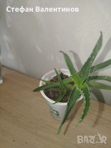 комплект Копривка+Традесканция+Алое , снимка 4 - Стайни растения - 52732600