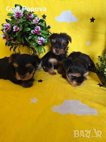 мини йоркширски териер, снимка 6 - Йоркширски териер - 53960498