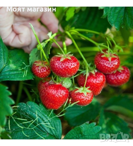 Ягоди три вида