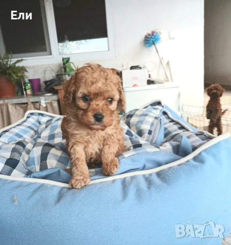 Той пудел- момченце , снимка 2 - Пудели - 54181433