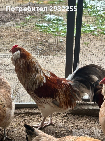 Петел Пшенична Амераукана , снимка 2 - Кокошки и пуйки - 53585187