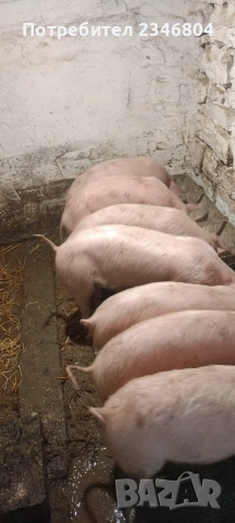 80 кг женско и 3 бр малки 30 кг, снимка 5 - Прасета - 53748391