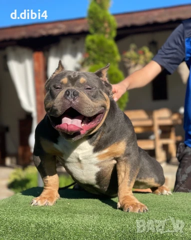 Американско були -покет, снимка 9 - Други - 51169468