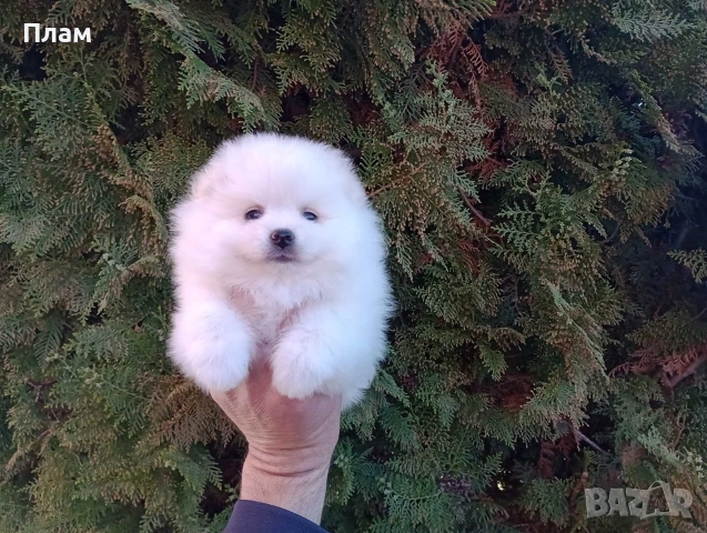 Бели Померани., снимка 5 - Померан - 54118688