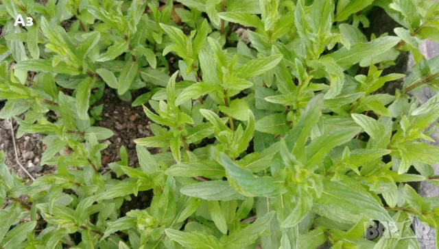 Продавам Сух джоджен (на листа или наронен), реколта 2025 г., снимка 10 - Домашни продукти - 46910995