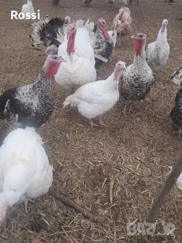 Млади пуйки и пуяци за разплод, снимка 3 - Кокошки и пуйки - 53629388