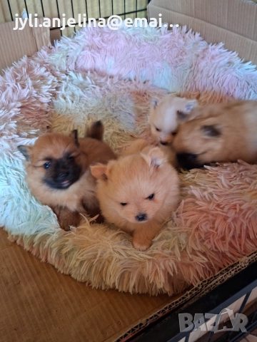 Померански шпиц, снимка 2 - Померан - 52675927