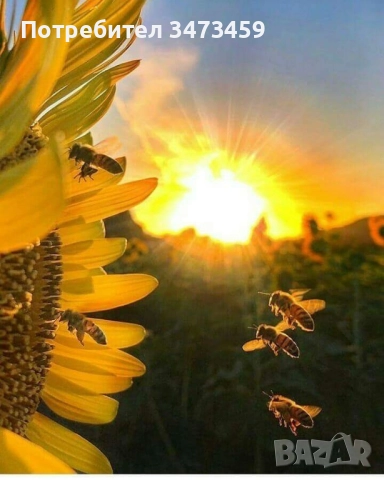 Био пчелен мед от производител , снимка 9 - Пчелни продукти - 51529460