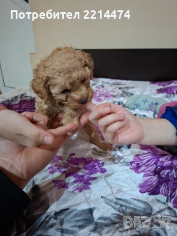 МИНИ ПУДЕЛЧЕ, снимка 12 - Пудели - 53099688