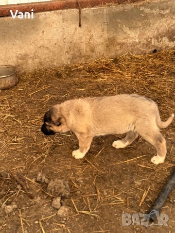 Кангал /кангалчета, снимка 3 - Кангал - 53914452