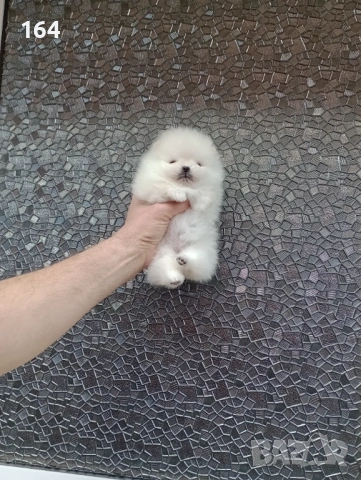 Бели миниатюрни минита. Померани. Реални снимки от 02.03.26 г. , снимка 6 - Померан - 53659158