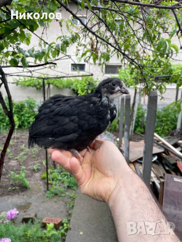 Пилета и петел черен Австралорп, снимка 1