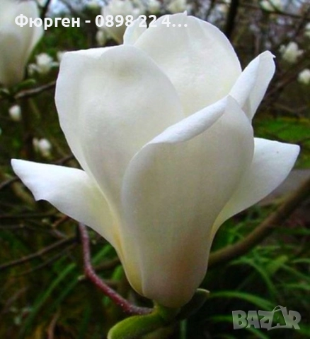 Магнолия Алба Суперба - ( Alba Superba ), снимка 2 - Сортови семена и луковици - 50793626