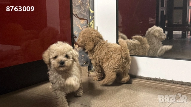 Пудел той, снимка 3 - Пудели - 54230934