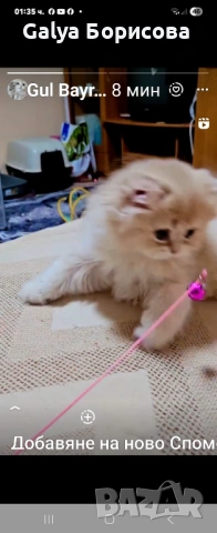 Британска котка  лилаво злато, снимка 6 - Британска късокосместа - 54162057