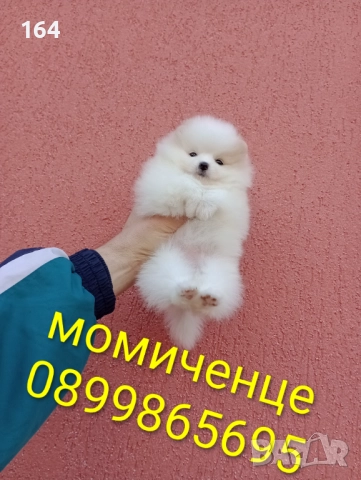 Женски Померани. Различни възрасти!, снимка 7 - Померан - 52725199