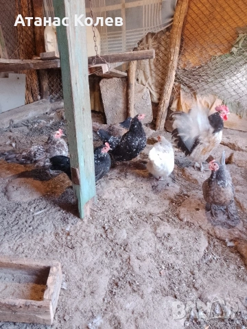  декоративни кокошки 8 евро и петли, снимка 4 - Кокошки и пуйки - 53657317