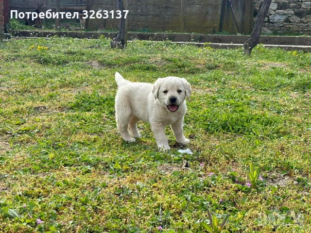 лабрадор , снимка 3 - Лабрадор ретривър - 54209573