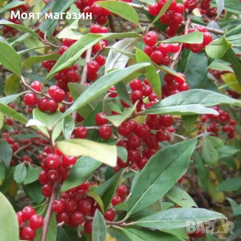 Поантилла - poantilla, снимка 2 - Градински цветя и растения - 53632146